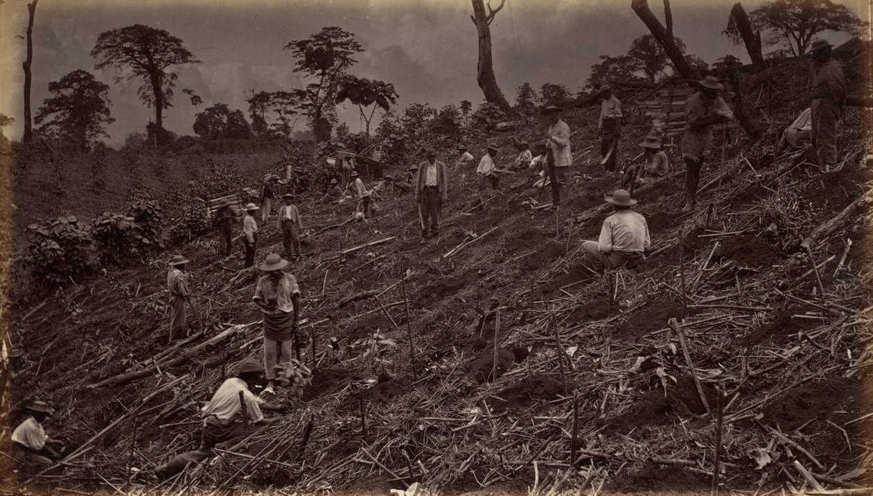 Setting Out a Coffee Plantation at Antigua de Guatemala, 1875, published 1877 by Eadweard Muybridge