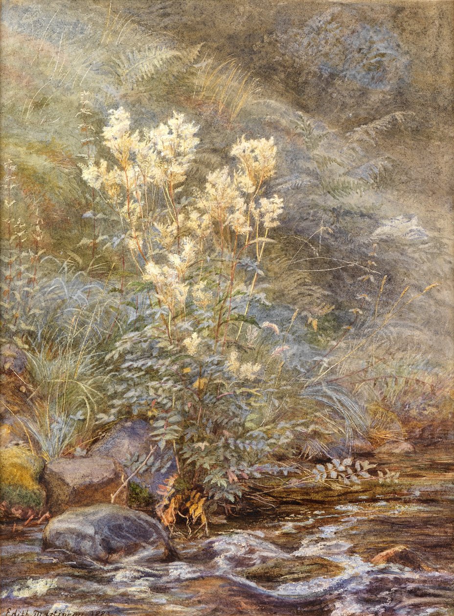 Meadowsweet beside a Burn, Invernesshire by Edith Martineau