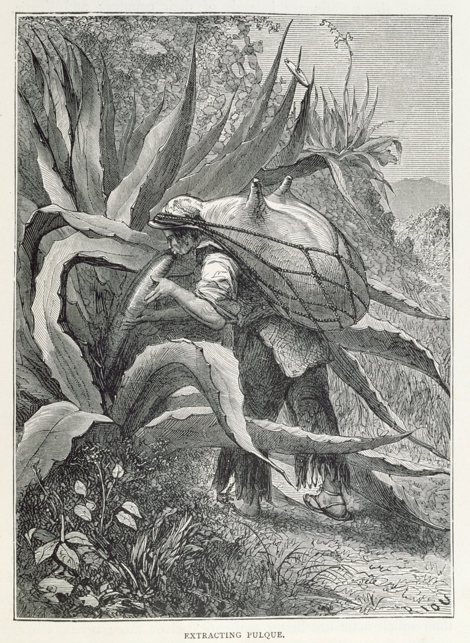 Extracting Pulque, from 