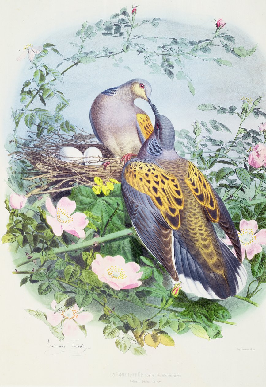 A Pair of Turtle Doves by Edouard Travies