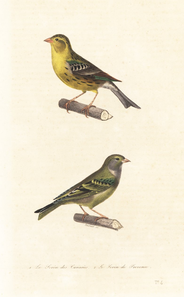 Atlantic Canary and European Serin by Edouard (after) Travies