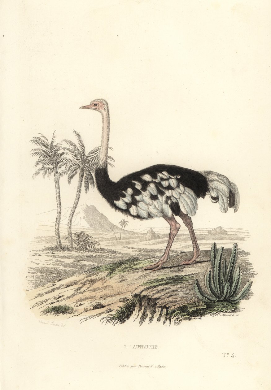 Common Ostrich, Struthio Camelus by Edouard (after) Travies