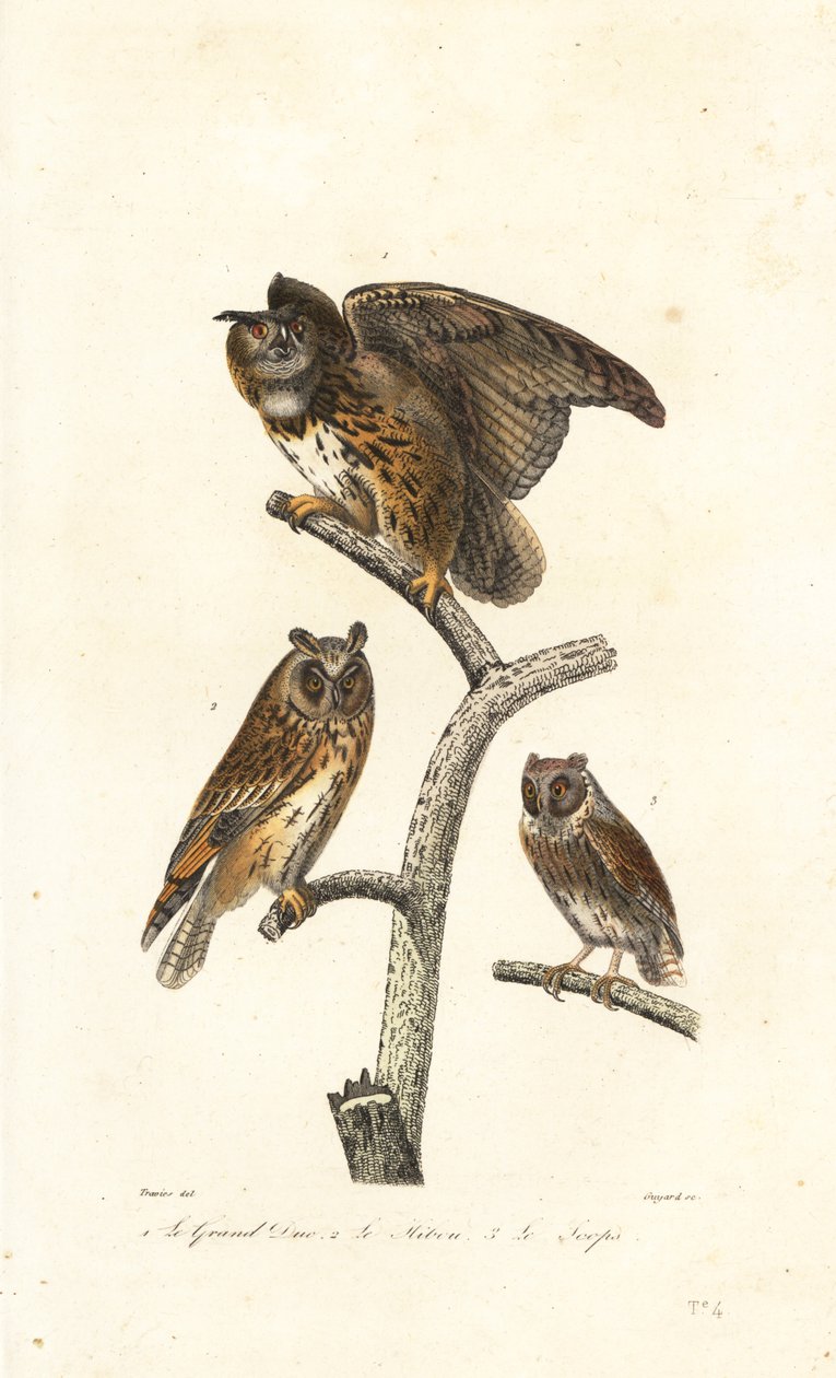 Eurasian Eagle-Owl, Long-Eared Owl and Scops Owl by Edouard (after) Travies