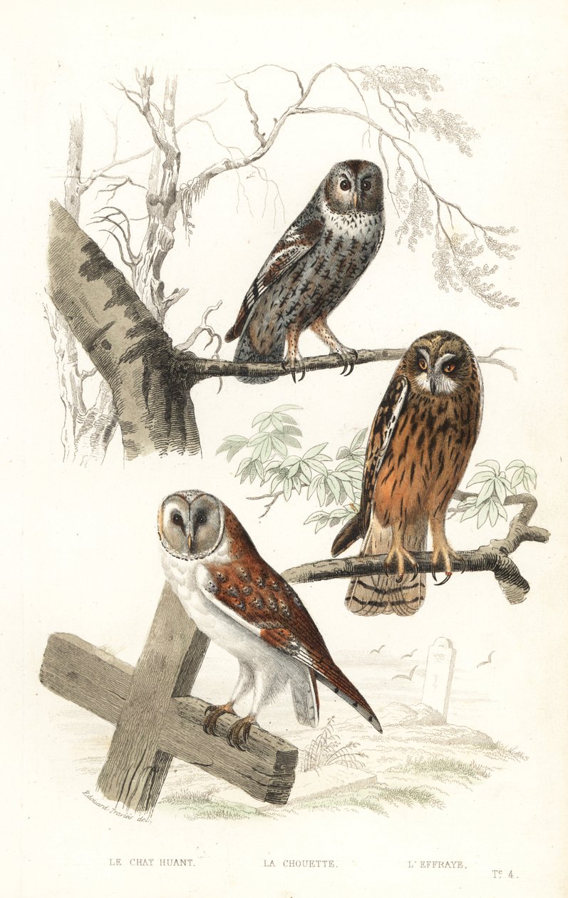 Eurasian tawny owl, hawk owl and short-eared owl by Edouard (after) Travies