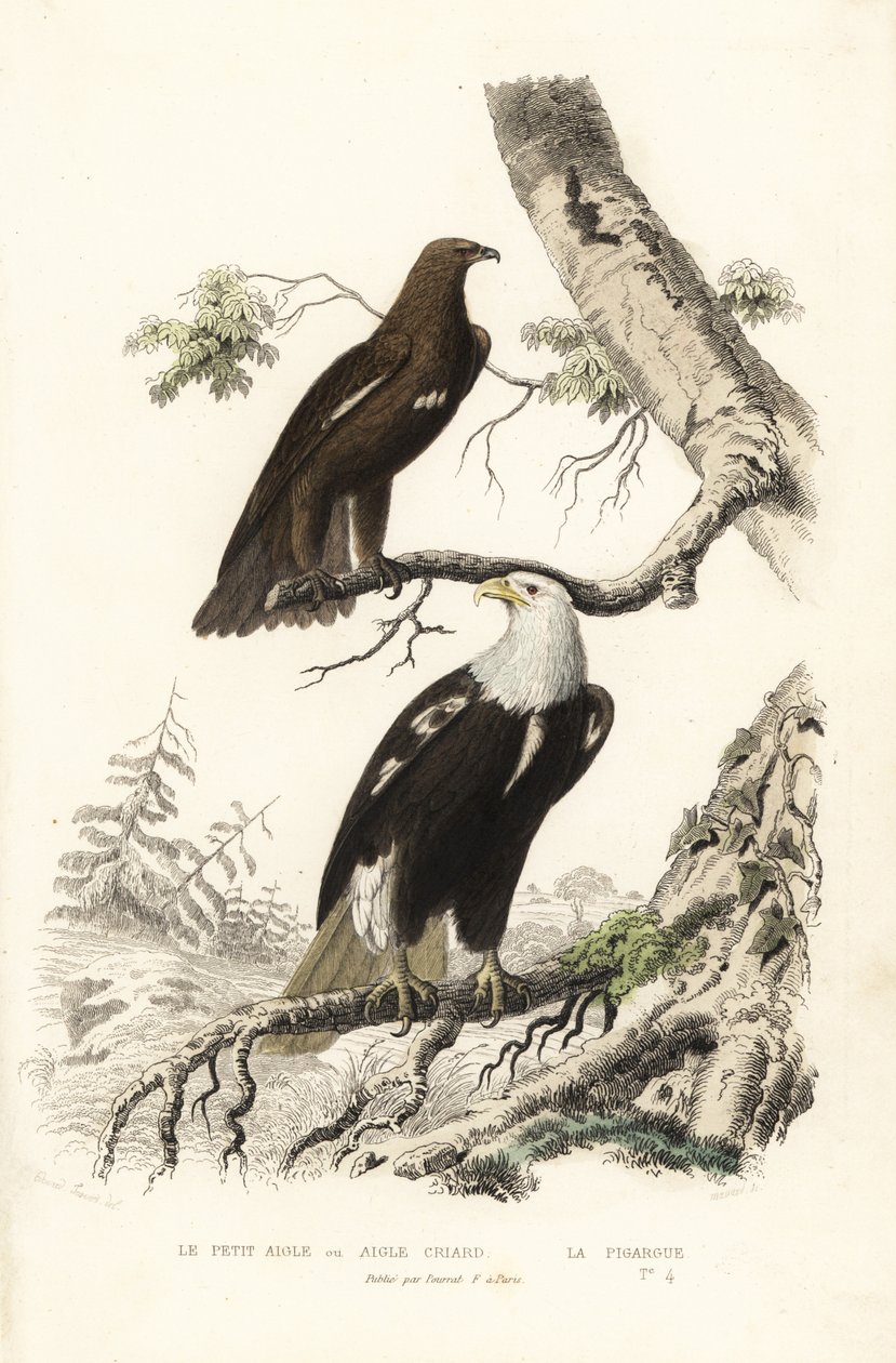 Greater Spotted Eagle and Bald Eagle by Edouard (after) Travies