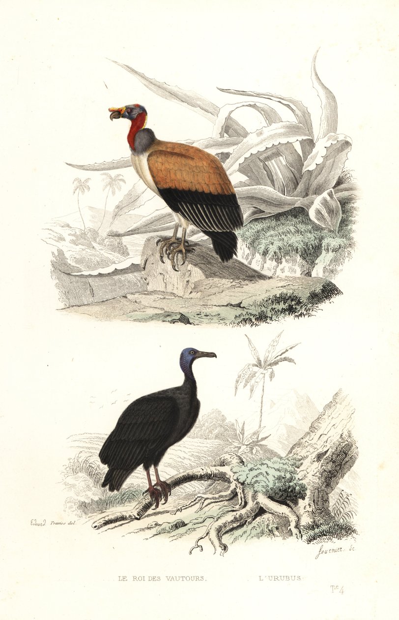 King vulture and turkey vulture by Edouard (after) Travies
