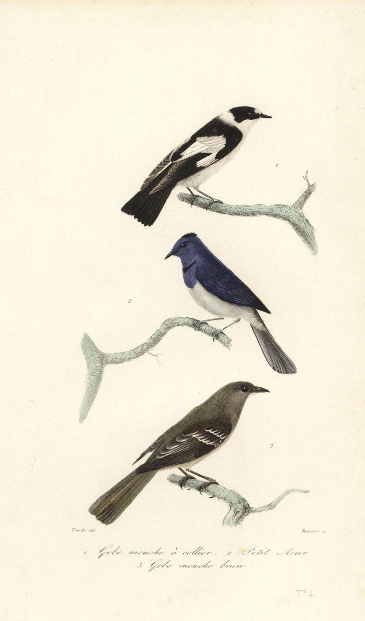 Pied Flycatcher, Blue and White Flycatcher and New Zealand Fantail by Edouard (after) Travies