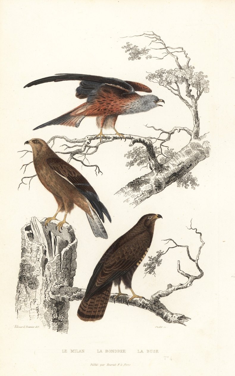 Red kite, honey buzzard and common buzzard by Edouard (after) Travies