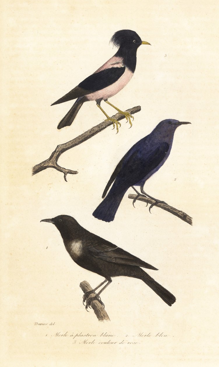Ring ouzel, blue rock thrush and rosy starling by Edouard (after) Travies