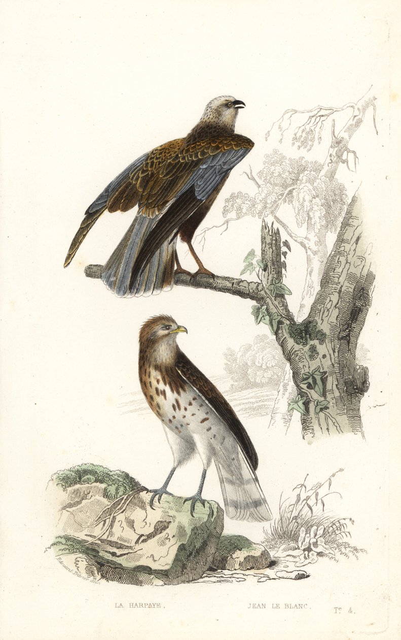 Western Marsh Harrier and Short-Toed Snake Eagle by Edouard (after) Travies