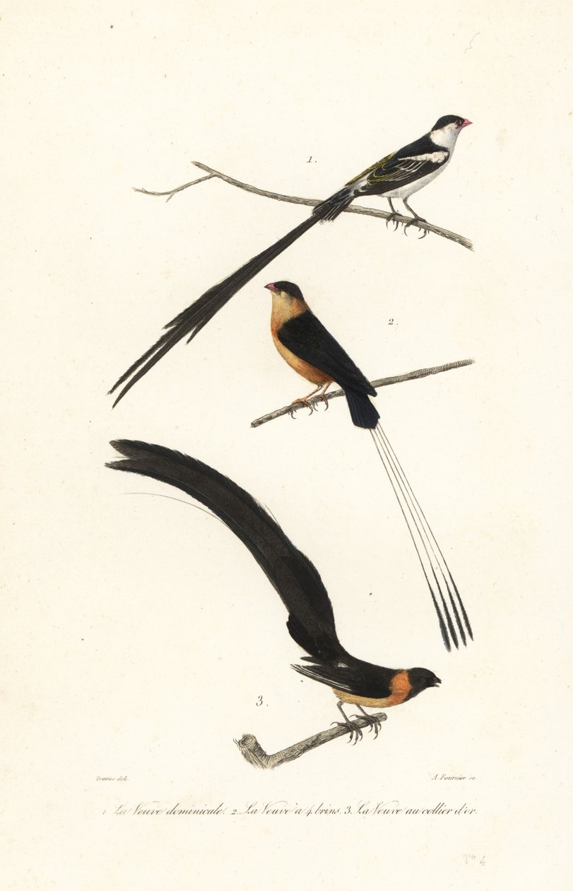 Whydah birds by Edouard (after) Travies