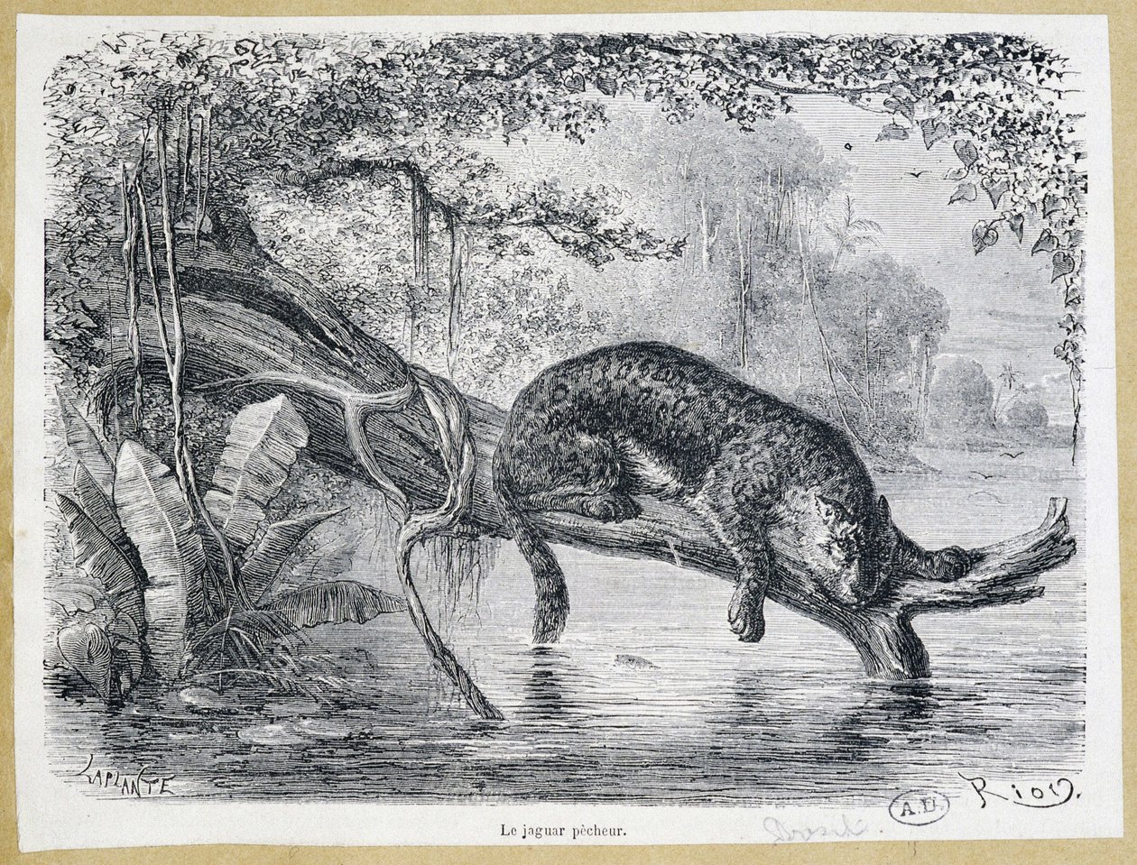 Jaguar watching his prey on a tree trunk above the water - engraving 19th century by Edouard Riou