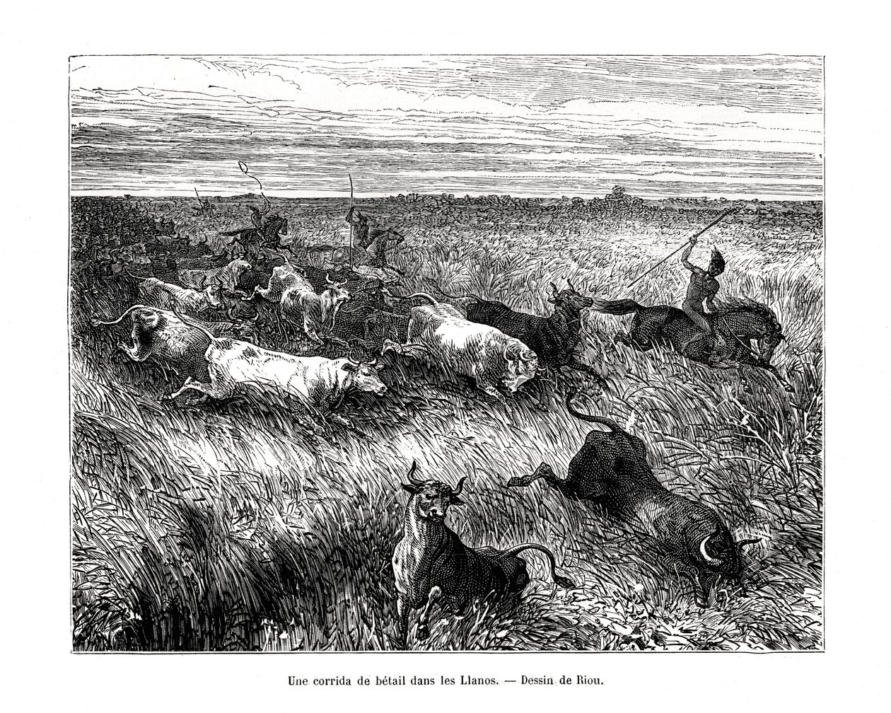 Livestock, Los Llanos, Venezuela by Edouard Riou