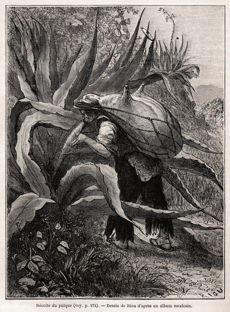 The collection of pulque, a traditional Aztec drink, illustration for 