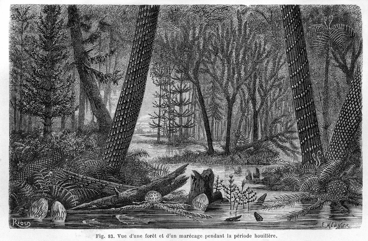 View of a forest and a marecage of the coal period by Edouard Riou