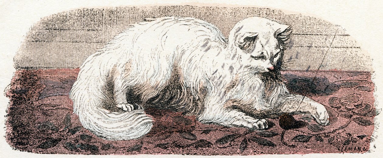 Angora Cat - Alphabet Illustrates Animals 19th Century by Edouard Travies