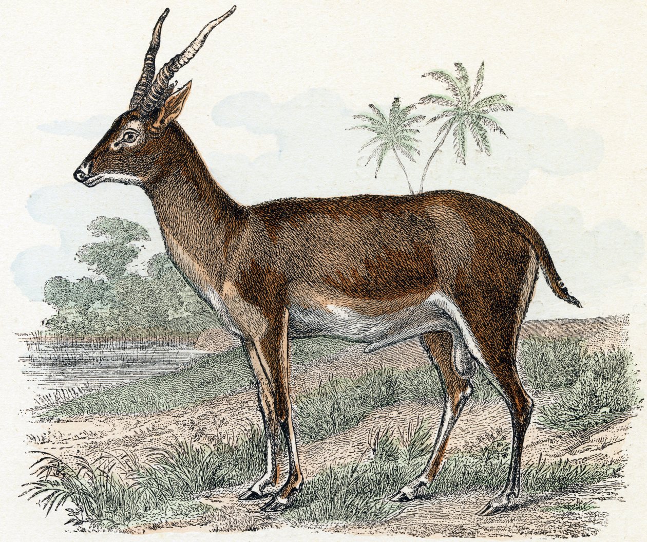 Antelope from 