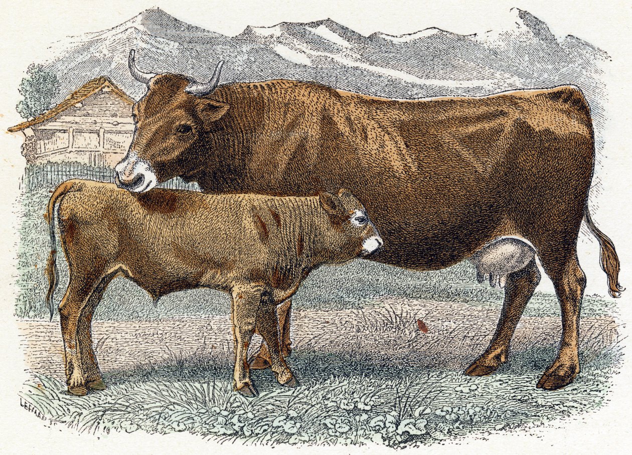 Calf cow - 