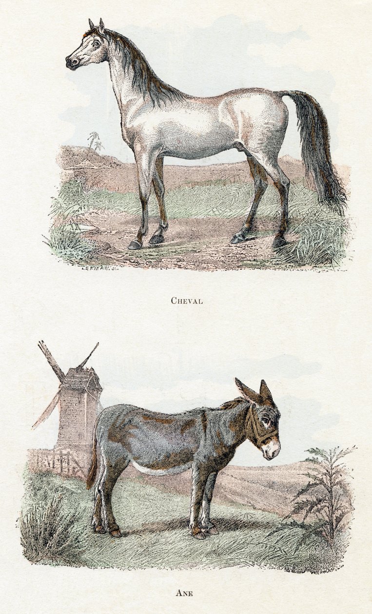 Horse and Donkey - Alphabet Illustrates Animals by Edouard Travies