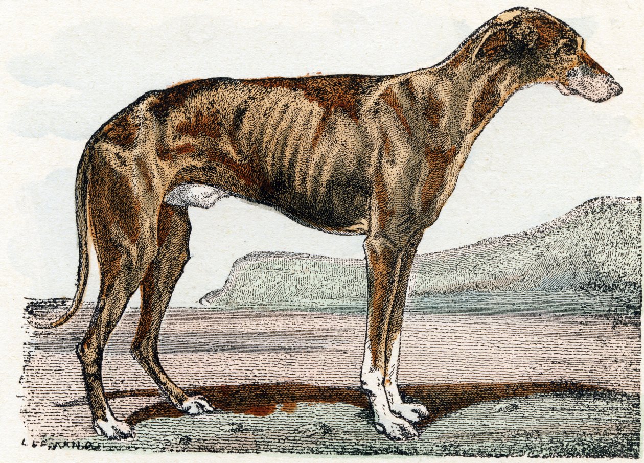 Greyhound - 