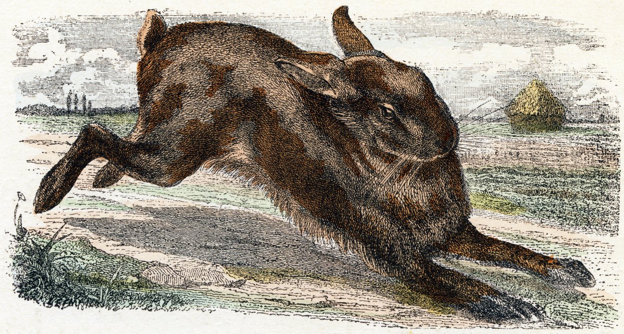 Hare - Alphabet Illustrates Animals by Edouard Travies