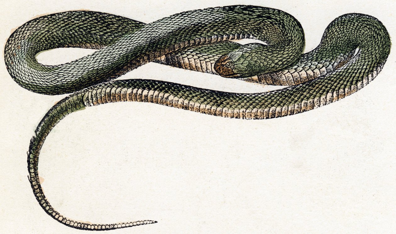 Naja (snake) - Alphabet illustrates animals 19th century by Edouard Travies