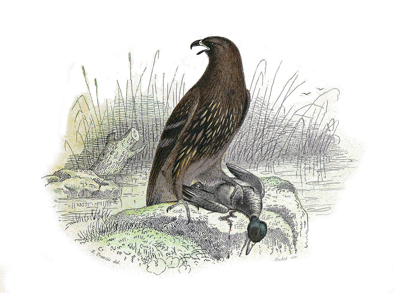 Natural History Board: Zoological board representing birds of prey at night. The little eagle. Plate drawn from the nine volumes on birds in 