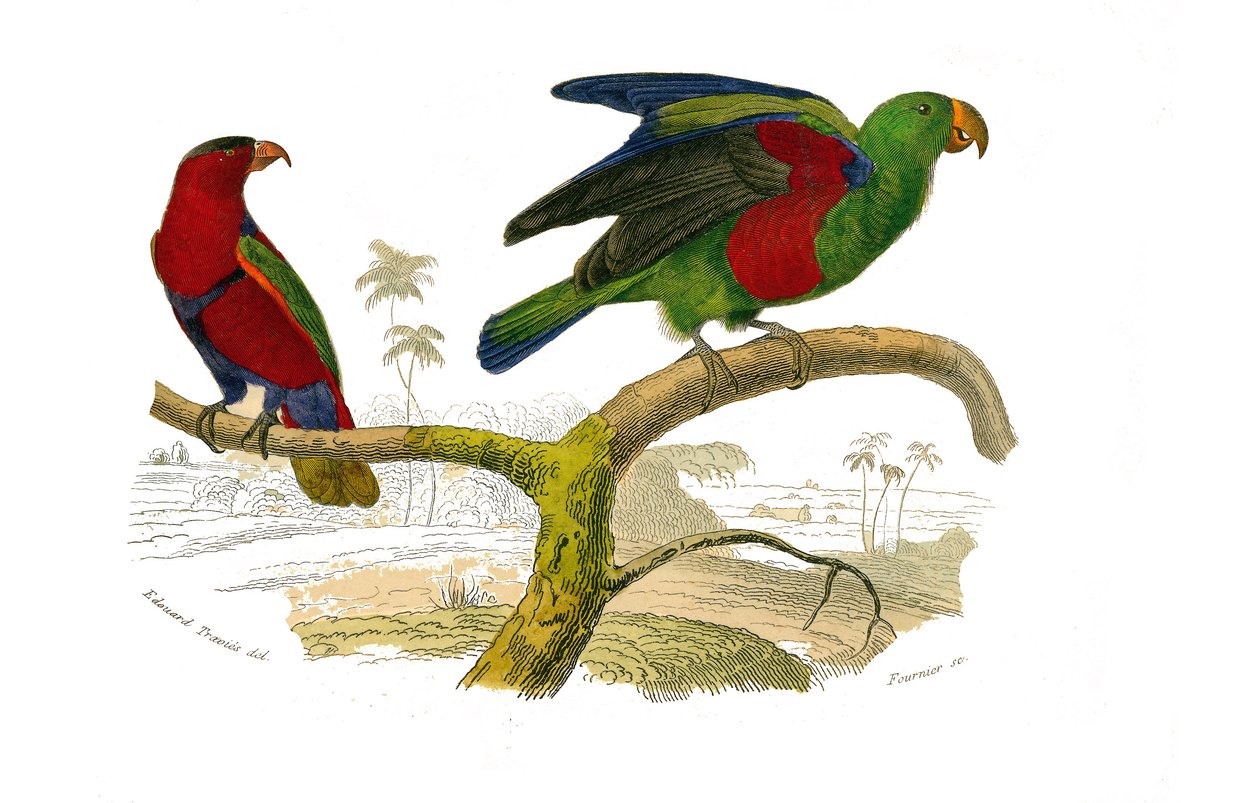 Natural History Board: Zoological board representing climbers. The tricolor lori and the green parrot. Plate drawn from the nine volumes on birds in 