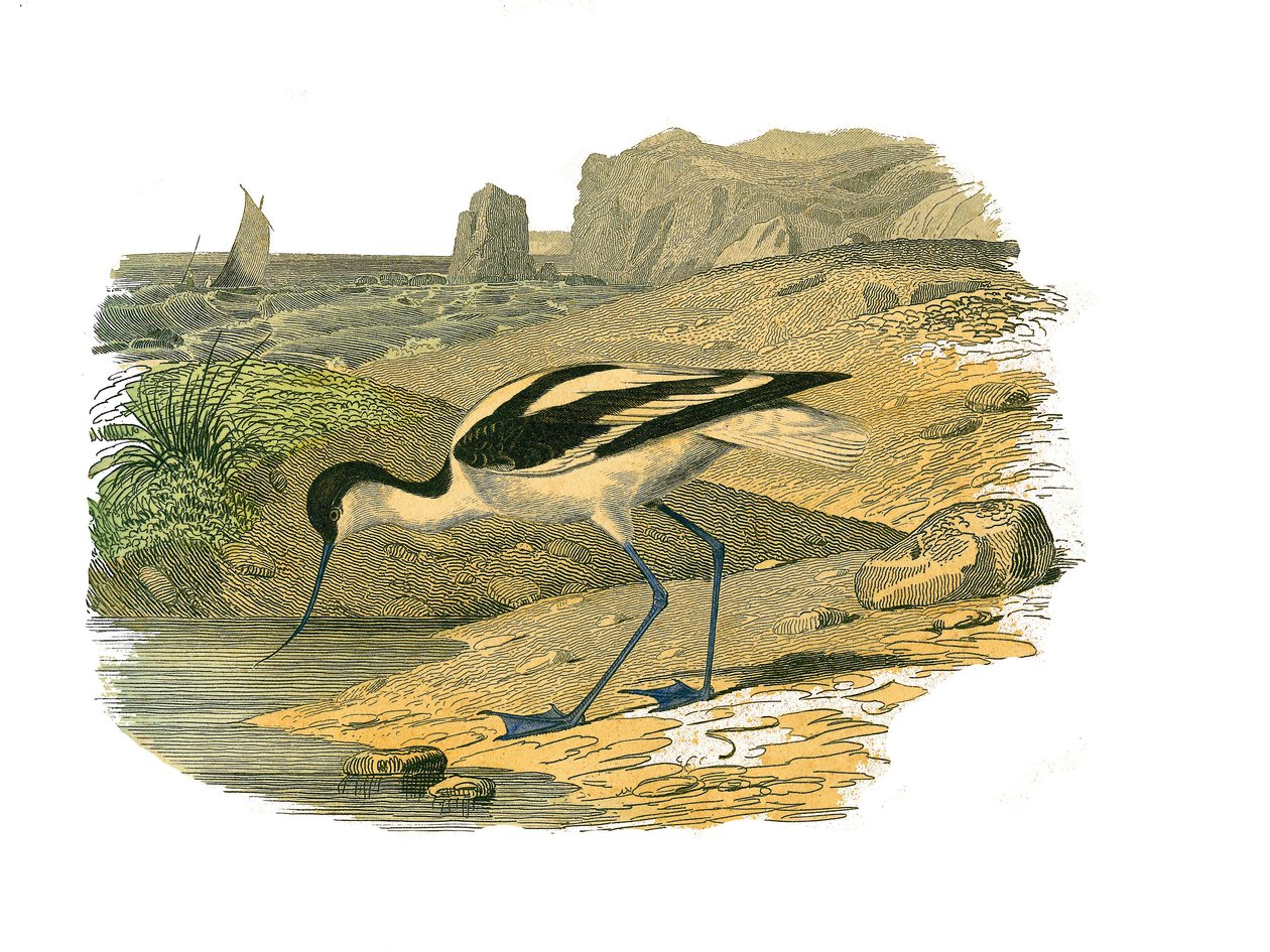 Zoological Board Representing Longirostrous Waders by Edouard Travies