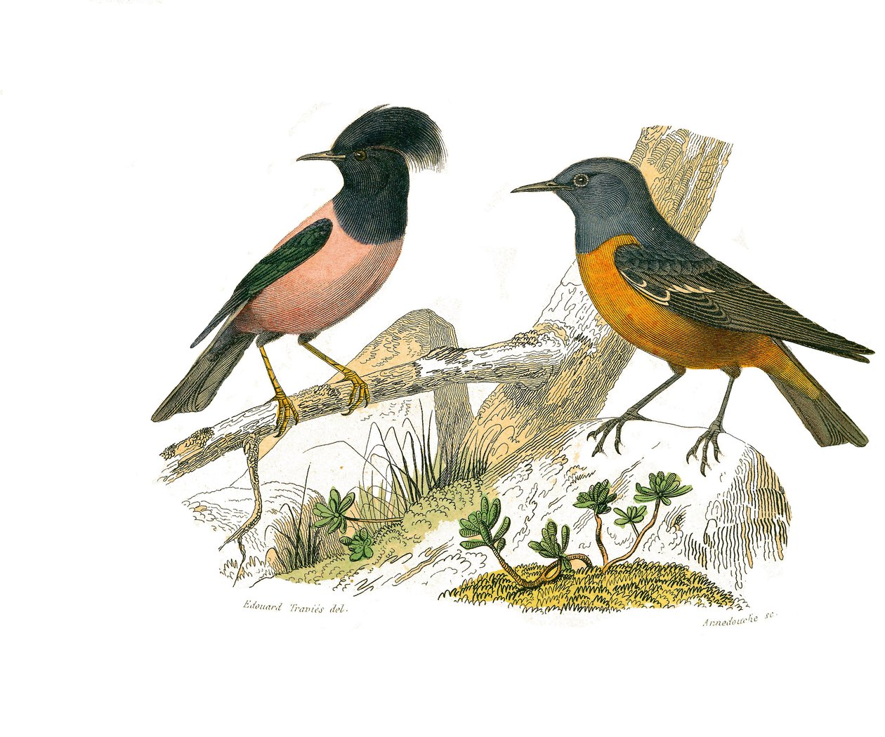 Natural History Board: Zoological Board Representing Conirostrous Passerines by Edouard Travies
