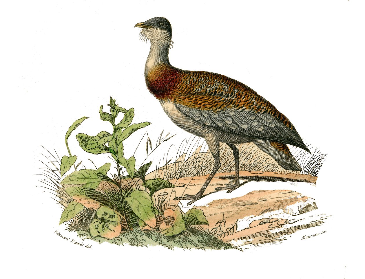 Natural history board: Zoological board representing the waders: the bustard. Plate drawn from the nine volumes on birds in 