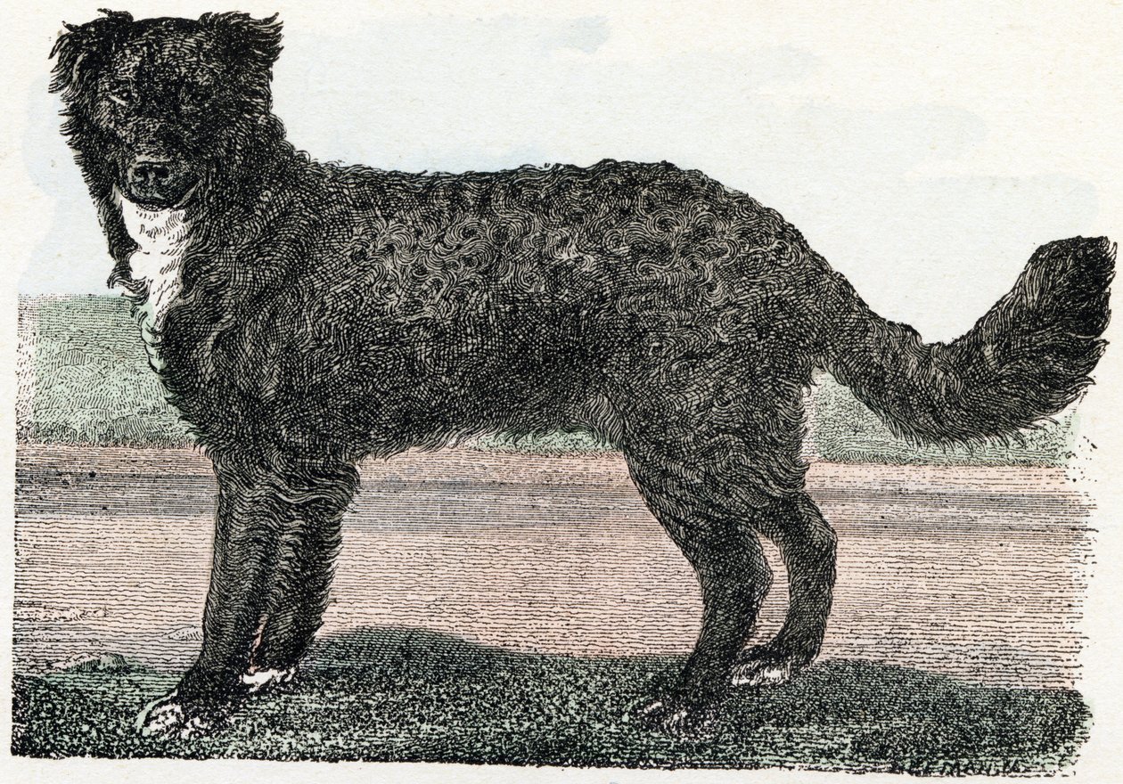 Newfoundland, Newfoundland - Alphabet illustrates animals 19th century by Edouard Travies