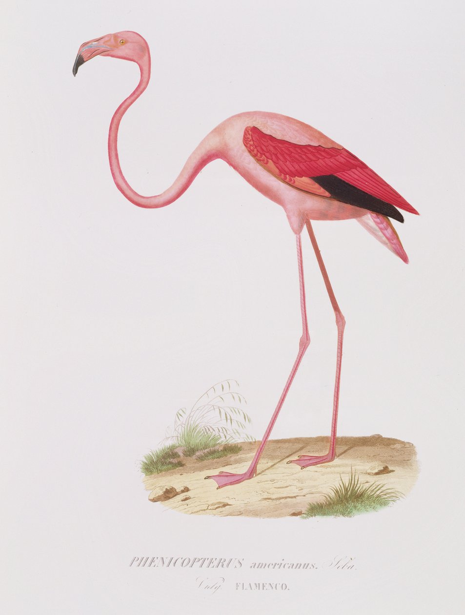 Phenicopterus americanus (Flamenco) engraved by Fournier, pub. by Bougeard by Edouard Travies