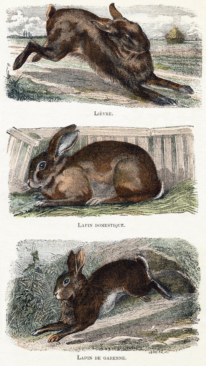 Rabbits - Alphabet Illustrates Animals 19th Century by Edouard Travies