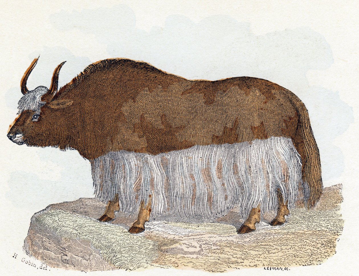 Yak - 