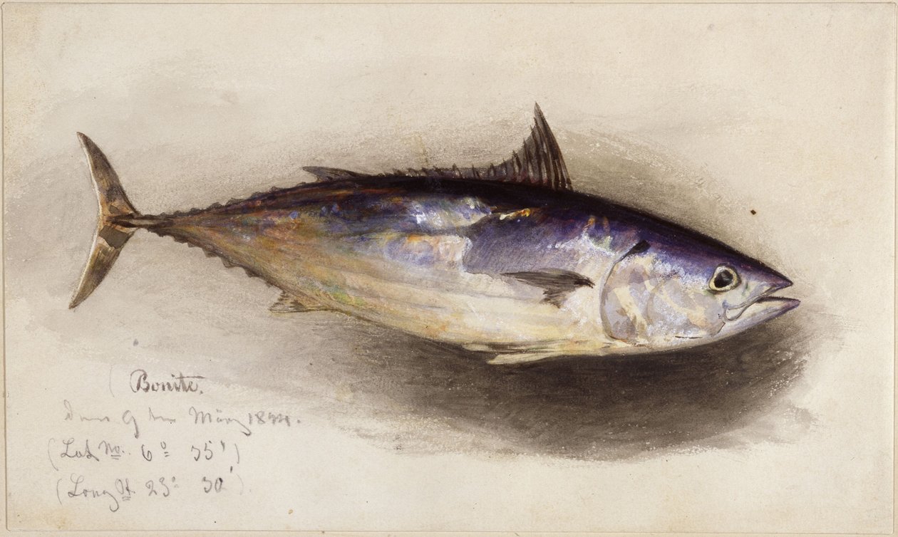 Fish Study (Bonito Tuna) by Eduard Hildebrandt