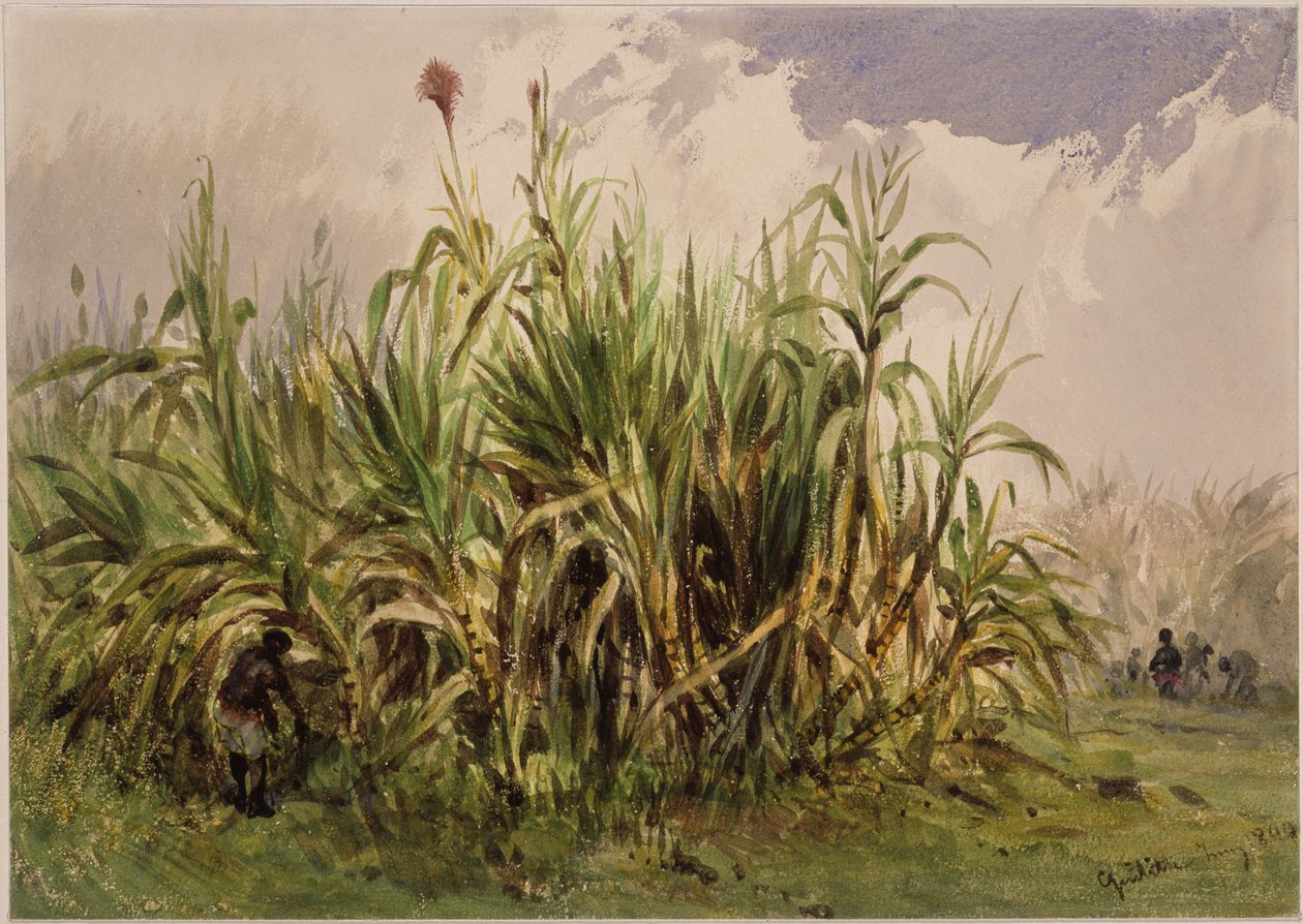 Sugarcane Plantation by Eduard Hildebrandt