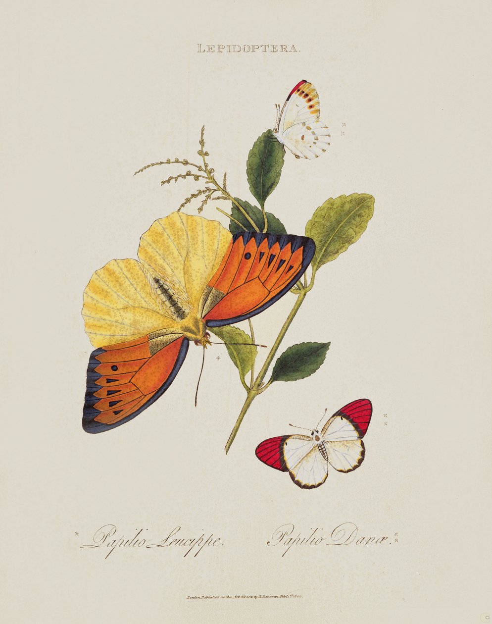Butterflies: Papilio Leucippe; Papilio Danae, pub. by the artist, 1800 by Edward Donovan