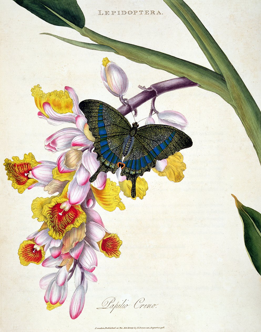 Butterfly: Papilo Crino, pub. by the artist, 1798 by Edward Donovan