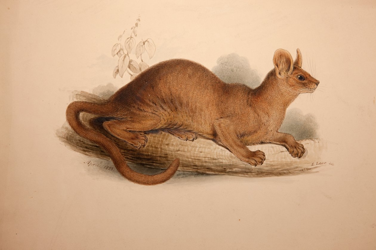 Cryptoprocta Ferox, 1833 by Edward Lear