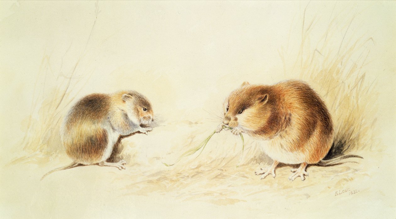 Dormice by Edward Lear: Highest-quality art reproduction