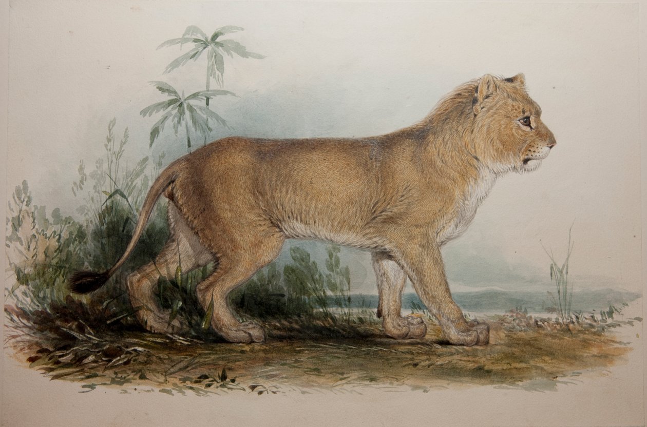 Maneless Lion of Guzerat by Edward Lear