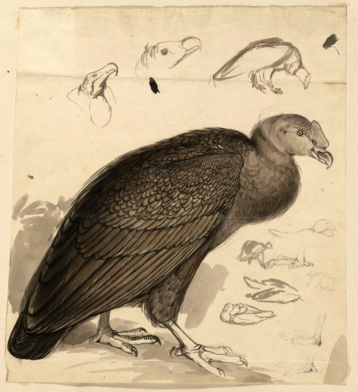 Condor by Edward Lear