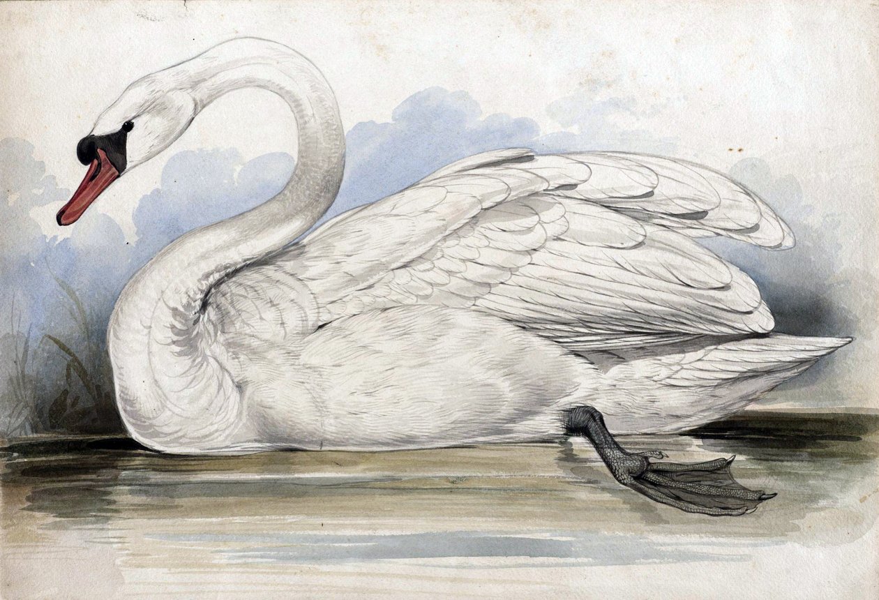 Swan by Edward Lear