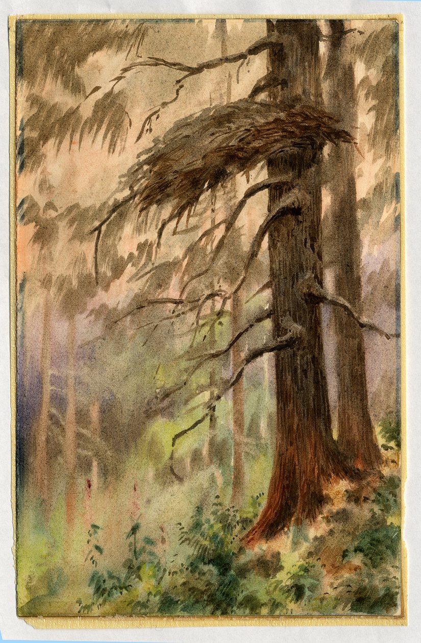 Goshawks nest, 1898-99 by Edward Adrian Wilson