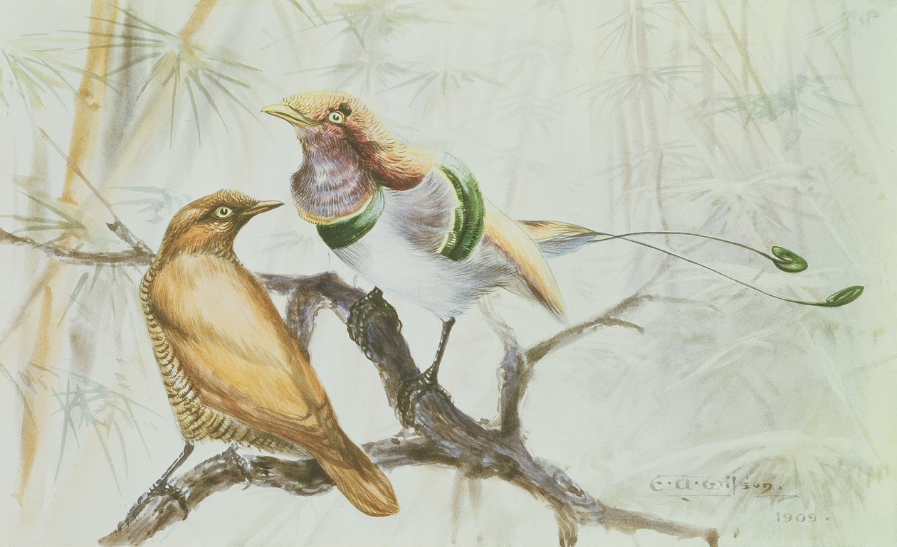 King Bird of Paradise, 1909 by Edward Adrian Wilson