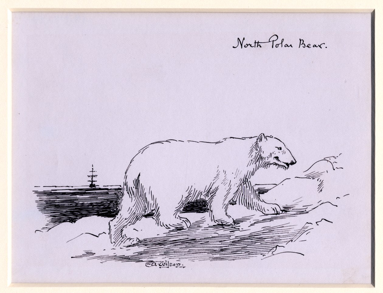 Polar bear, c.1905 by Edward Adrian Wilson