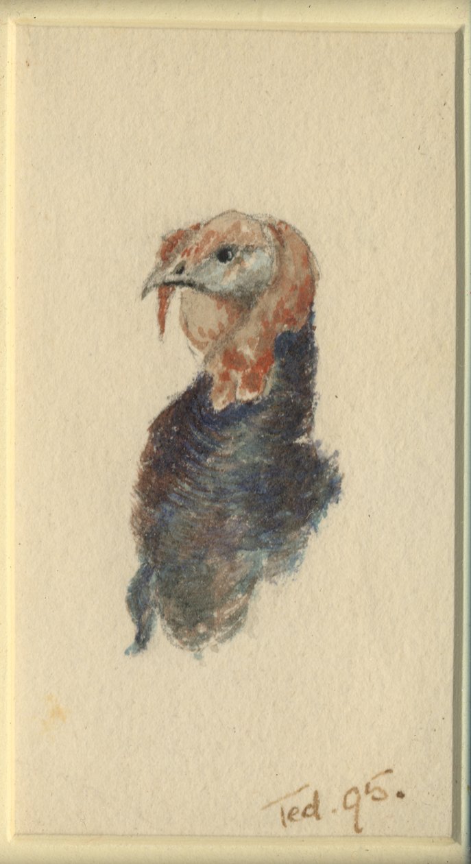 Study of a turkey, 1895 by Edward Adrian Wilson