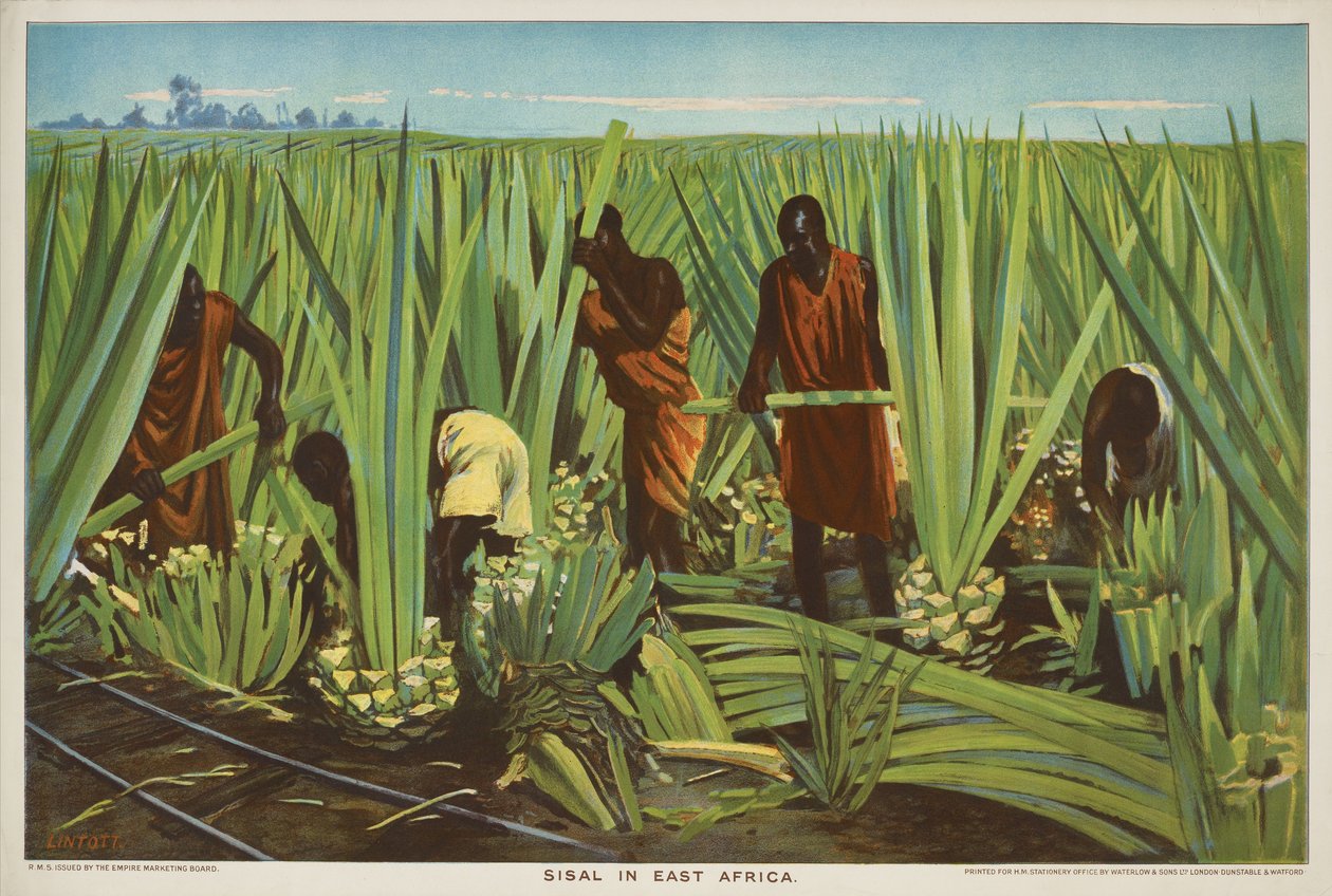 Sisal in East Africa, from the series 