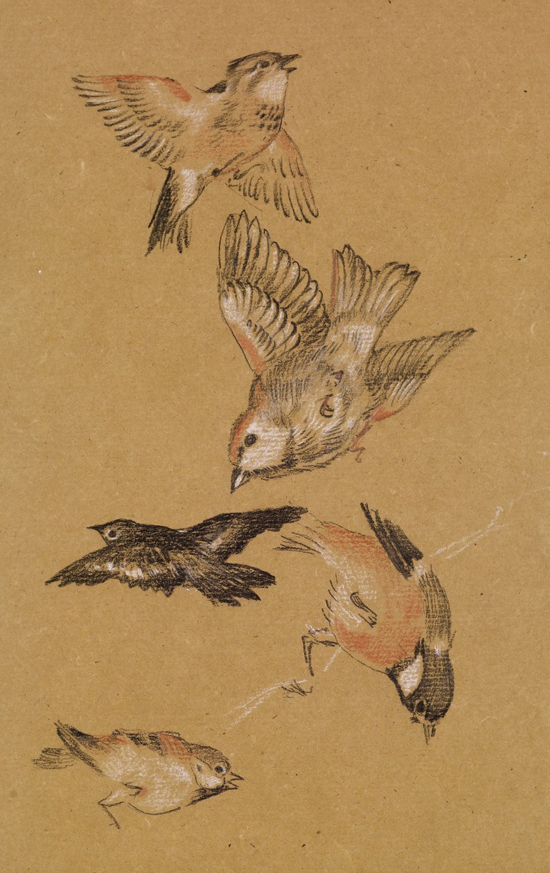 Love Leading the Pilgrim - Study of Birds: Finches by Edward Burne Jones